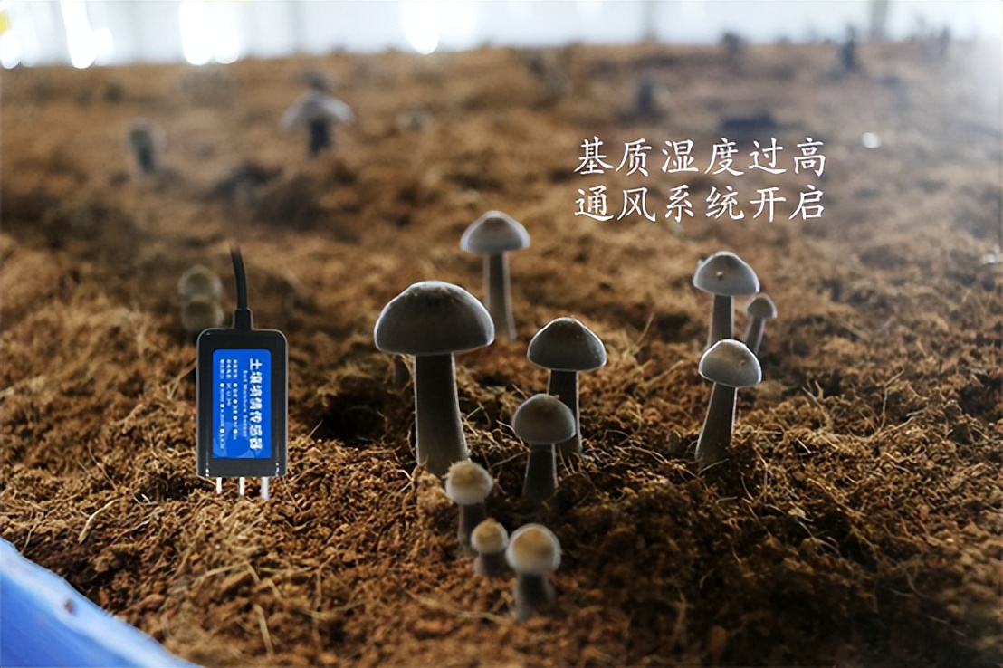 菌菇種植智能監(jiān)控系統(tǒng)，菌茹通風(fēng)系統(tǒng)